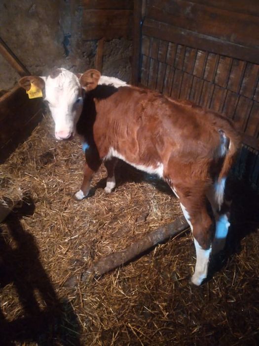 Продам тёлок КРС