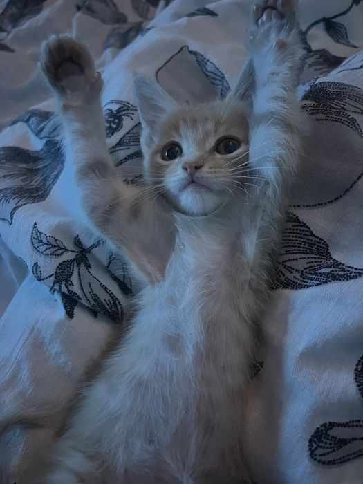 Отдам котенка в добрые руки