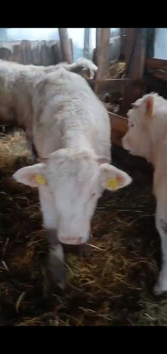 Vițeii charoles 27/kg