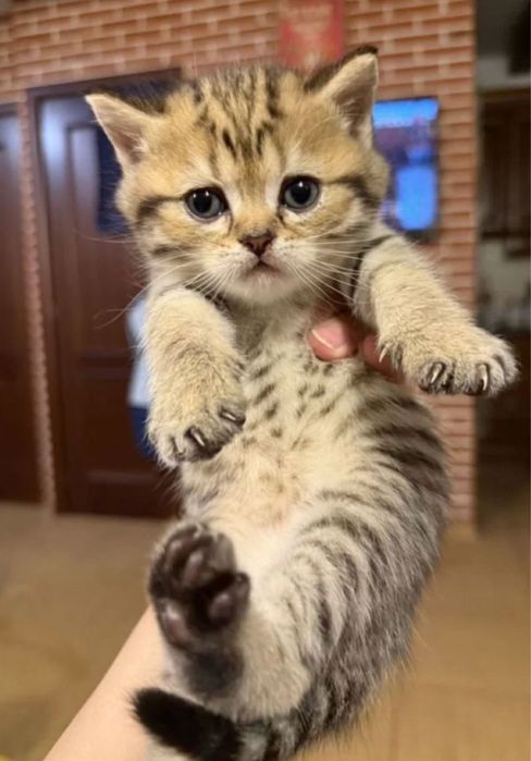 Котенок Шотландский