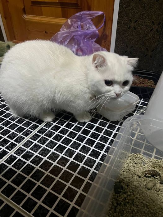 Мушу зотли 2 йош киз бола