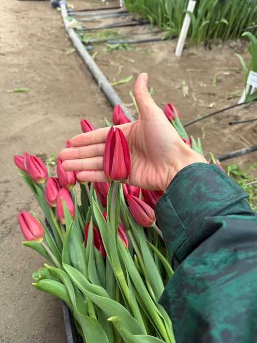 Премиальные Тюльпаны Астана