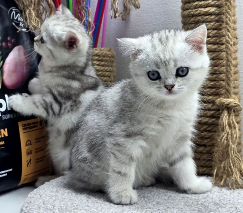 КоТик и кошеЧки ШотЛанДскиЕ