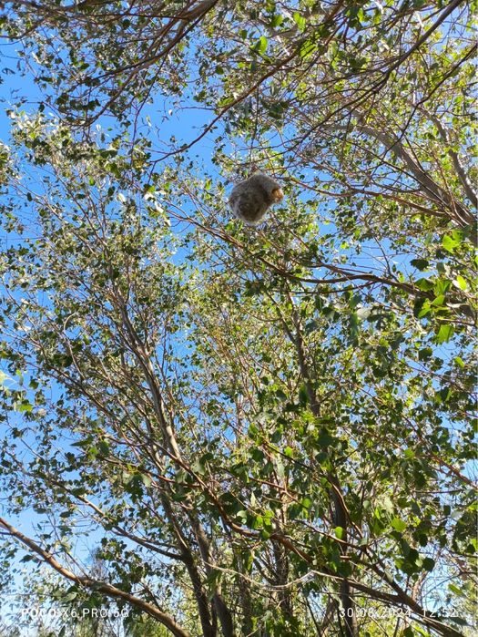 Құрқылтайдың ұясы сатылады