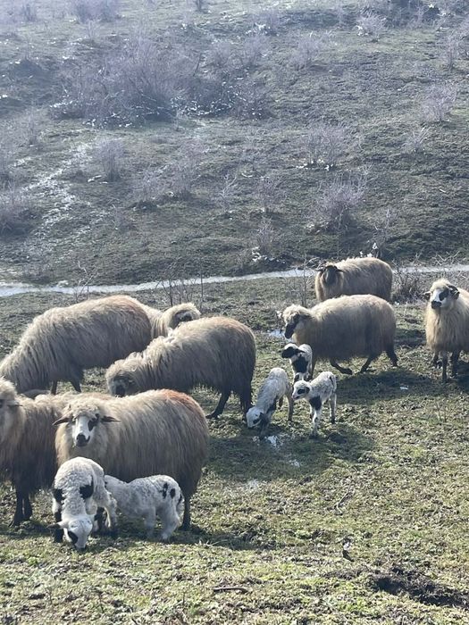 De vânzare oi cu mei urgent.