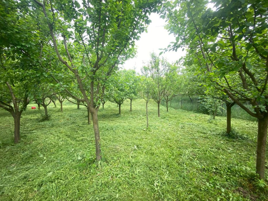 Servicii Profesionale de tuns iarba si Defrisare -Rapid ,Eficient