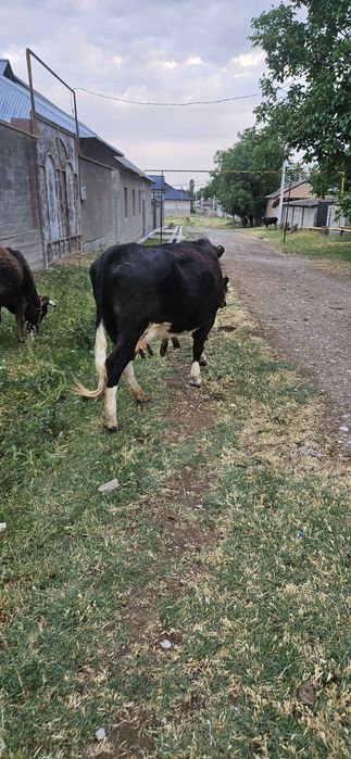 Продам корову с теленком.
