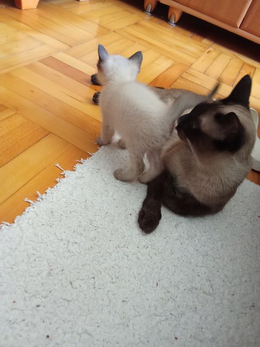 Мъжко сиамско коте  на 2 месеца