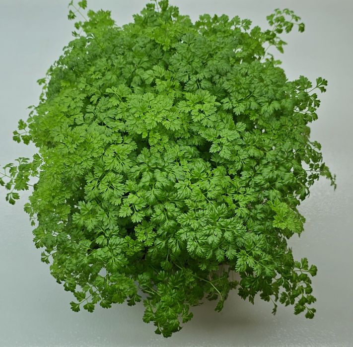 Микрозелень в наличии