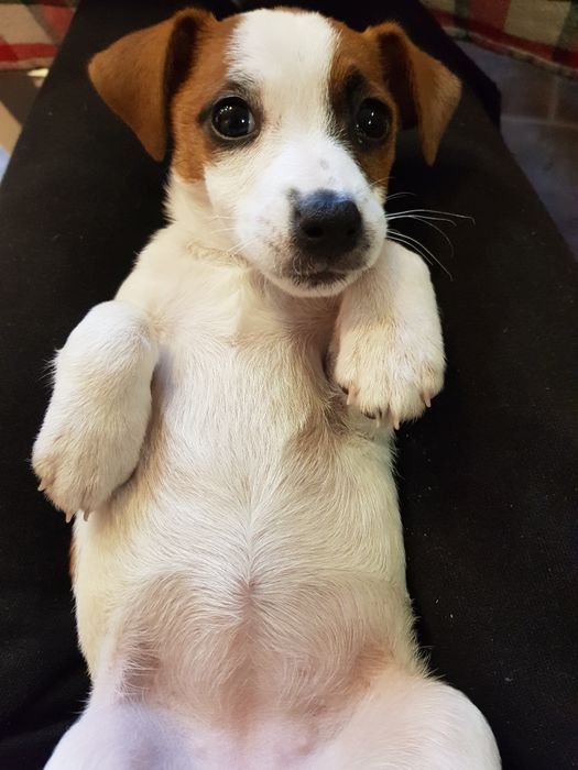 Дресура/обучение на кучета