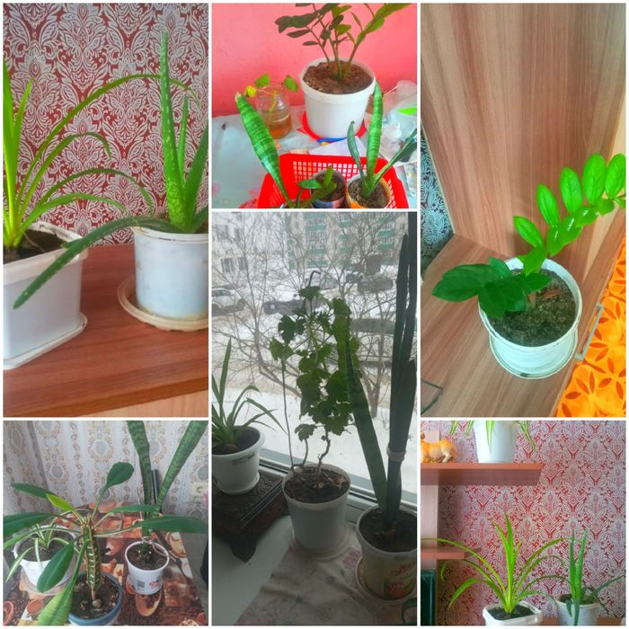 Продаю цветы недорого