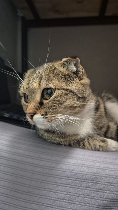 Отдаём кота в хорошие руки