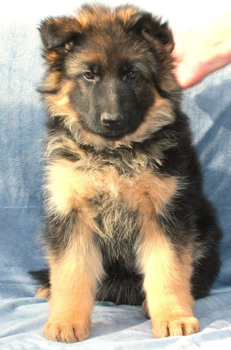 Щенки Немецкой овчарки