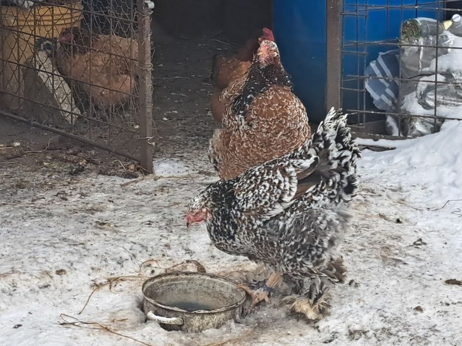 Vand oua incubat brahma portelan