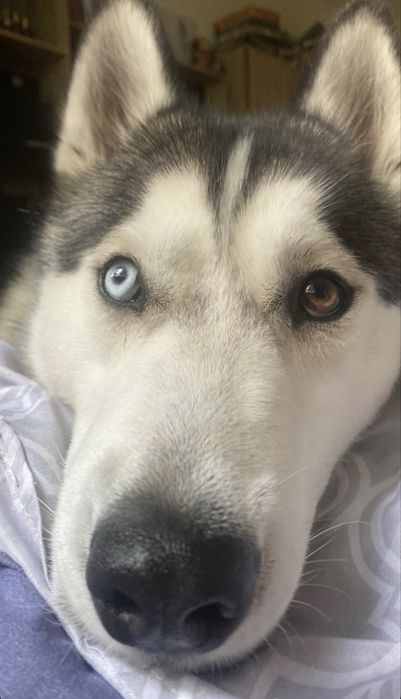 Pet sitter (CAZARE) | Experiență reală + recomandări | Grijă reală, fără stres