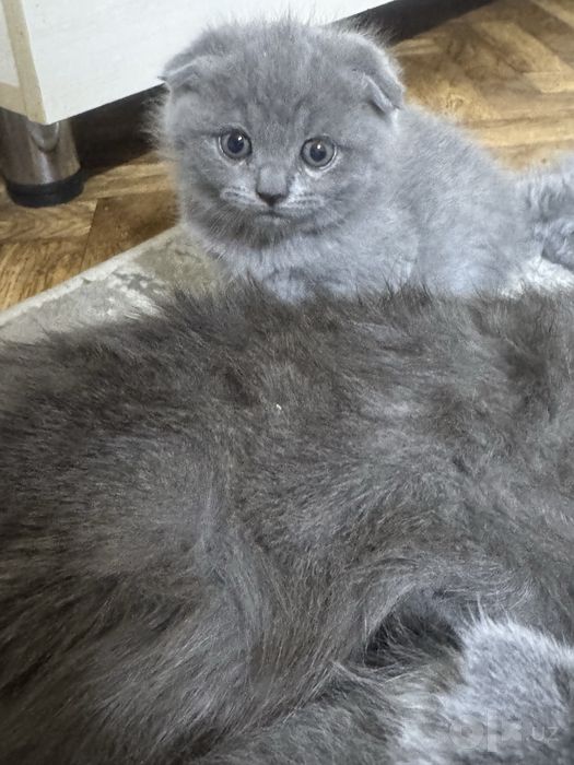 Котята скотиш фолд