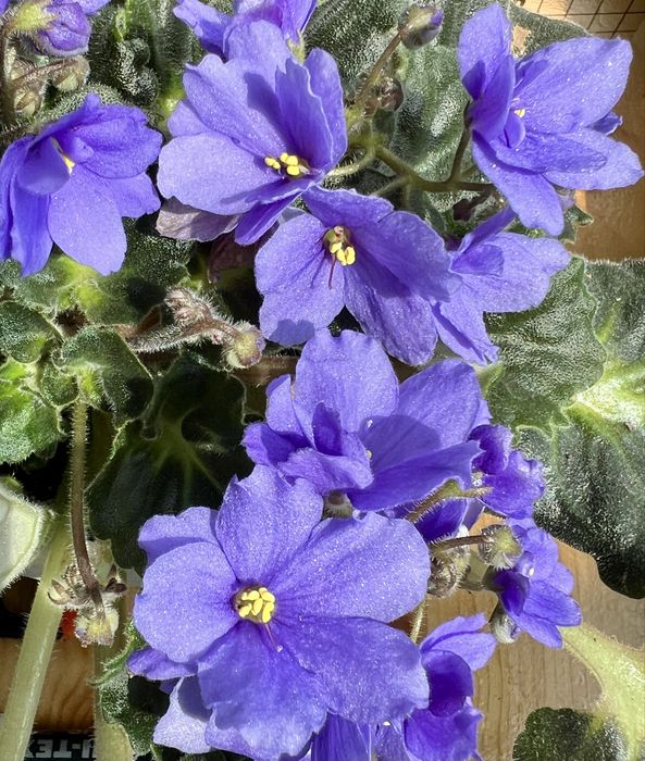 Сейнтполия Saintpaulia African Violet Сентполия Сенполия