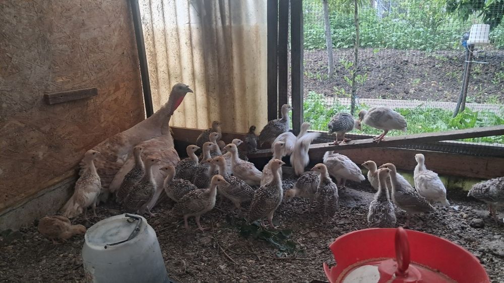 pui de curca  de casă