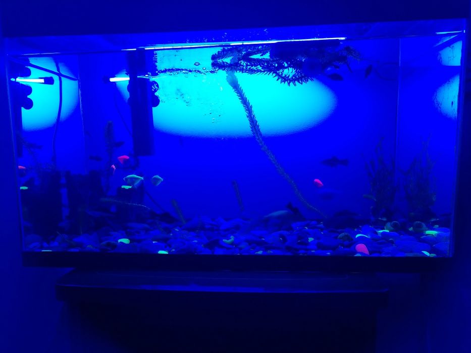 Аквариум с рыбками