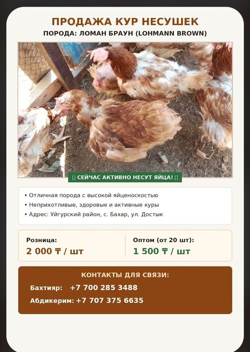 Продаётся куры ломан браун