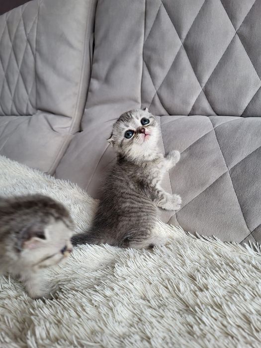 Висках фолдики сладуськи