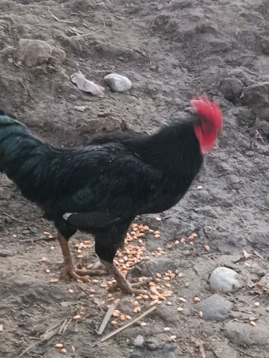 Qora shaxzoda xo'rozlari sotiladi qoni toza