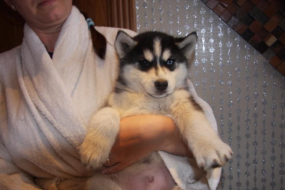 реальные цены в питомнике Хаски Планета от55 тыс