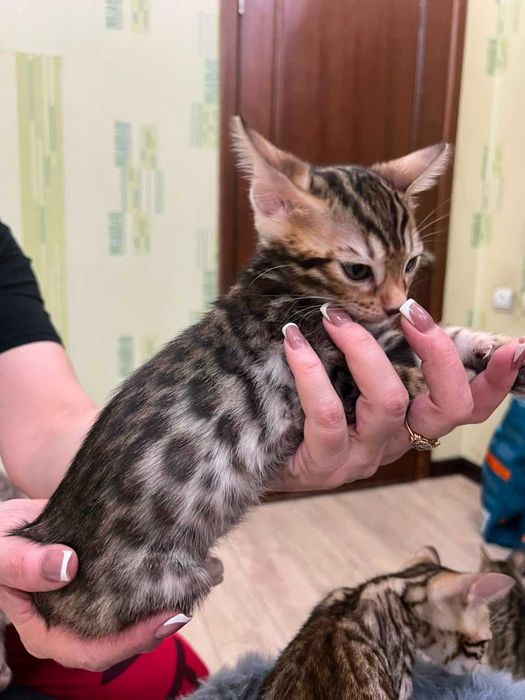 Бенгальские котята