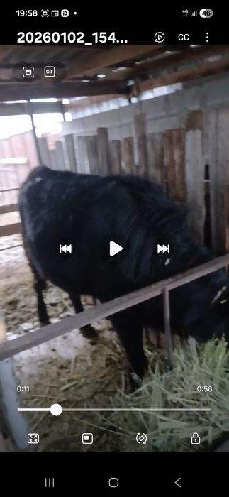 Бычок телка на откорме