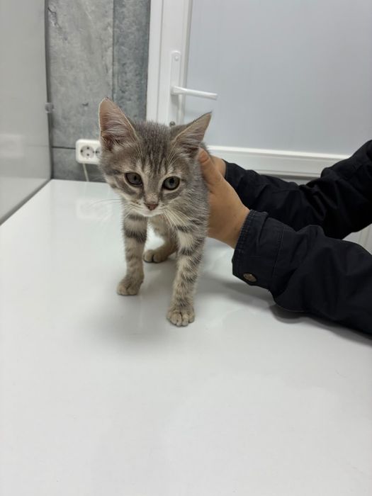 Отдам бесплатно котенка