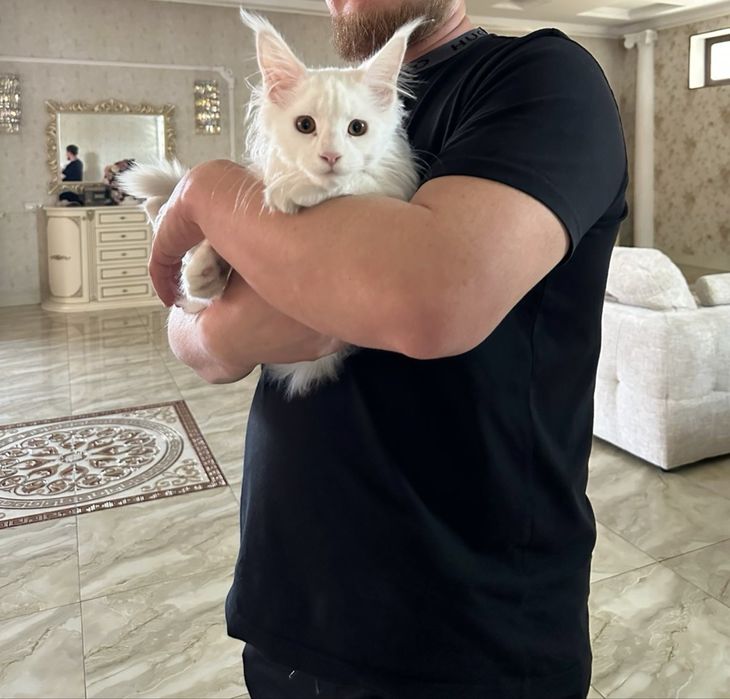 Кот Мейн Кун 6 месяцев