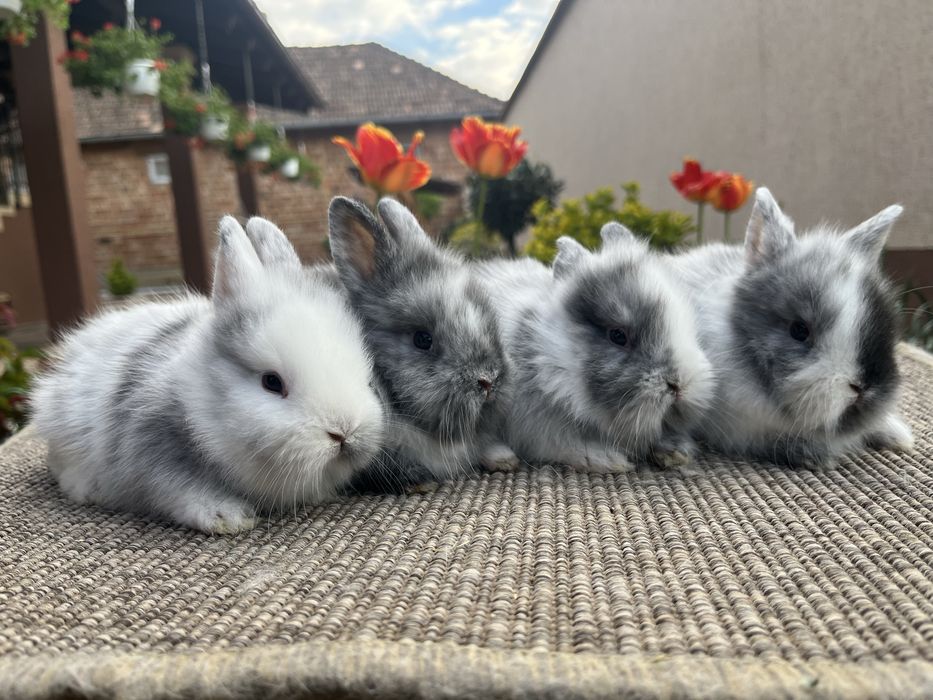 iepuri pitici cap de leu