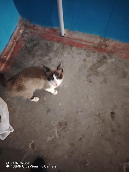 Нашли кошку потерялась