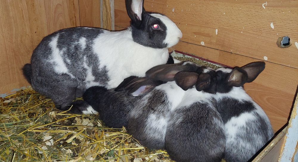 Iepuri hycole francez pui si adulți