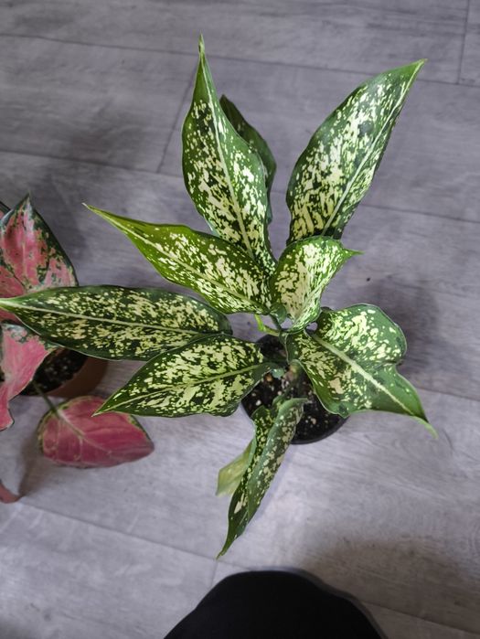 Бамбук и многое другое