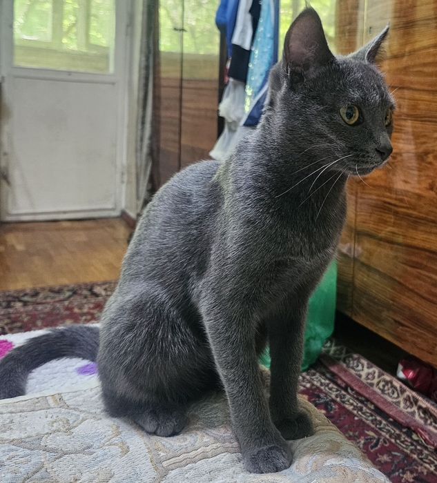 Кошку в хорошие руки