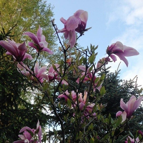 Magnolia Ruba Rustica
