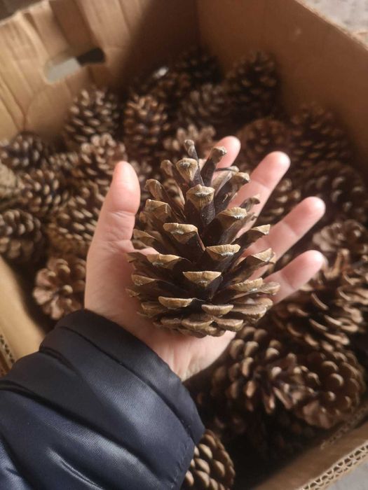 Vand conuri de pin / conuri de brad MARI, TARI, PERFECTE