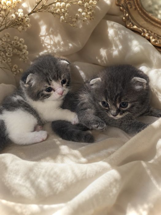 Шотландские вислоухие котята (Scottish Fold)