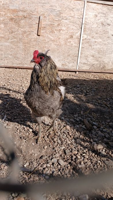 Cocosi de rasa ameraucana si italiana