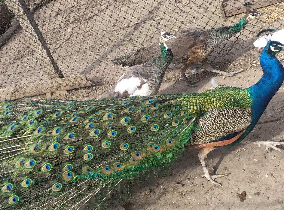 Pauni maturi 3-4 ani.  Pauni 1 an.   Pauni albi