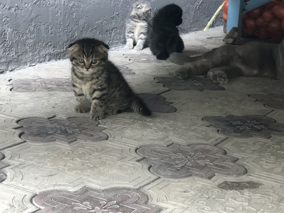 Zotlik mushuk bolalari