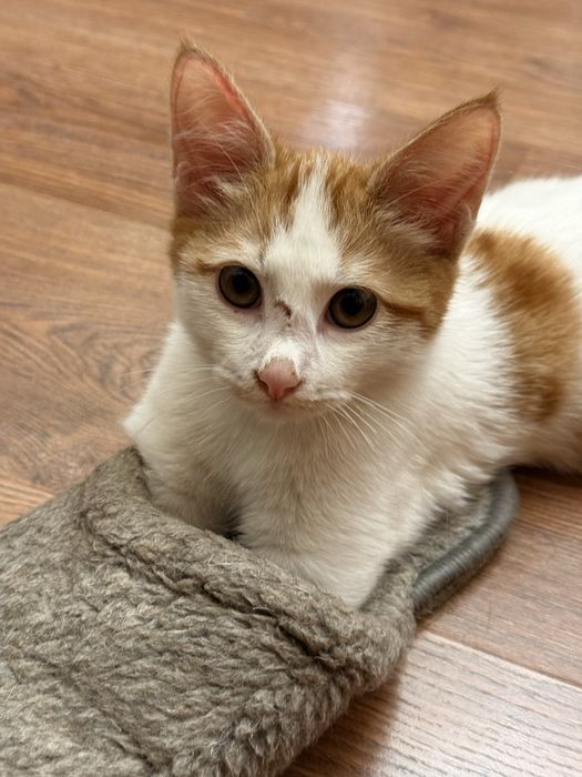 Ищем дом для котенка