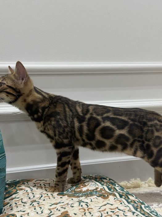 Bengal mushukcha