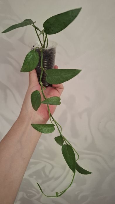 Продам комнатные цветы