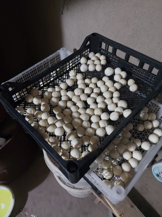 Домашний курт козьий