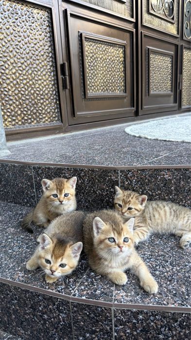 Продается миленькие котята