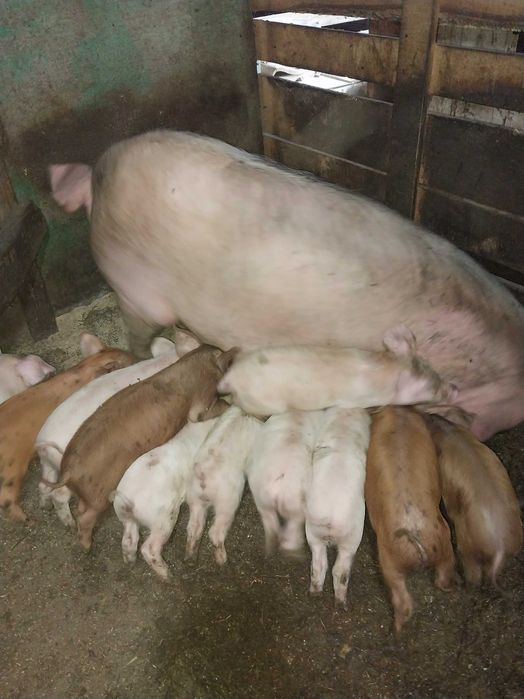 Продам месячных поросят