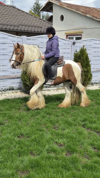 Cai pt echitatie terapie si agrement