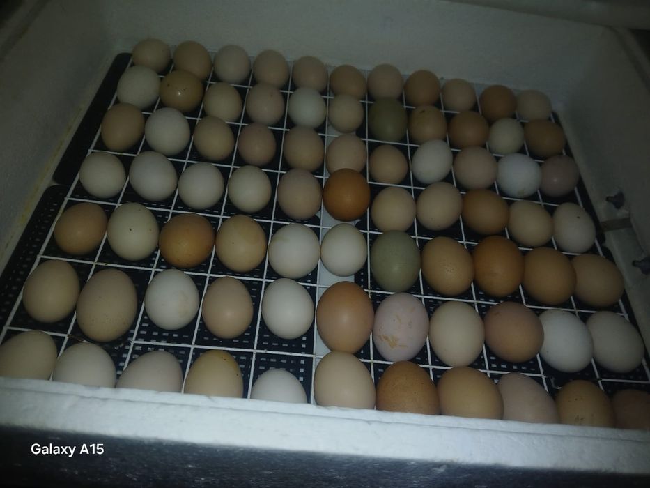 Инкубатор сатылады!